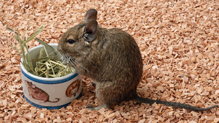 Please Enjoy These Non-Groundhog Rodents<em></em>